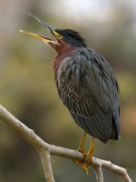 GreenHeron2.jpg