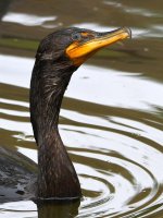Cormorant2.jpg
