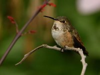 Hummer2.jpg