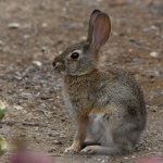 Rabbit.jpg
