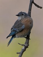 Bluebird3.jpg