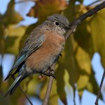 Bluebird5.jpg