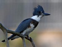 Kingfisher3.jpg