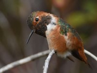 Hummer23.jpg