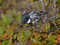 Kingfisher10.jpg
