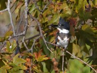 Kingfisher8.jpg