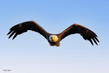 EagleMorning-993.jpg