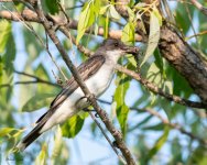 EasternKBDragonfly-993.jpg