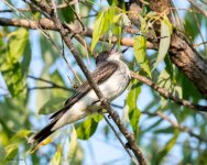 EasternKBDragonfly-994.jpg