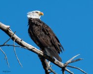 EagleWindy-993.jpg