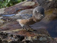 Bluebird3.jpg