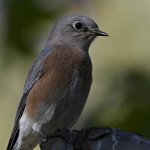 Bluebird5.jpg