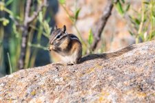 ChipmunkFoodFight-995.jpg