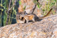 ChipmunkFoodFight-996.jpg