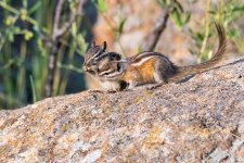 ChipmunkFoodFight-997.jpg