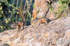 ChipmunkFoodFight-998.jpg
