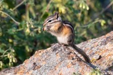 ChipmunkFoodFight-999.jpg