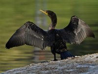 Cormorant.jpg