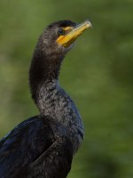 Cormorant2.jpg
