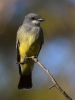 Kingbird4.jpg