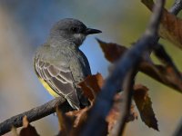Kingbird10.jpg