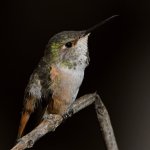Hummer21.jpg