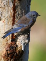 Bluebird5.jpg