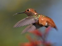 Hummer11.jpg