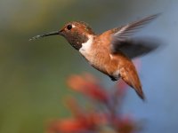 Hummer12.jpg