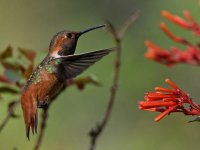 Hummer13.jpg