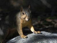 Squirrel.jpg
