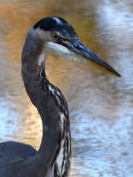 BlueHeron2.jpg