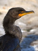 Cormorant.jpg