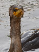 Cormorant3.jpg