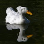Goose2.jpg
