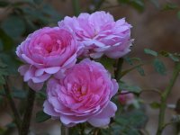 Roses.jpg
