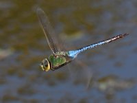 DragonFly3.jpg
