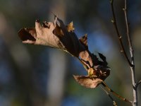 Leaf.jpg