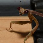 Mantis5.jpg