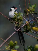 Whydah4.jpg