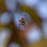 OrbWeaver.jpg