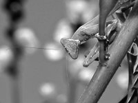 MantisBW.jpg