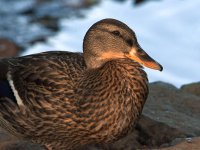 Mallard.jpg