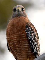 Hawk.jpg