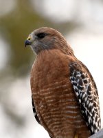 Hawk2.jpg