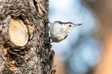 WBNuthatch-995.jpg