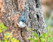 WBNuthatch-996.jpg