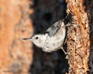 WBNuthatch-997.jpg