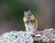 ChipperBerry-995.jpg
