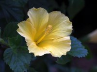 Hibiscus.jpg